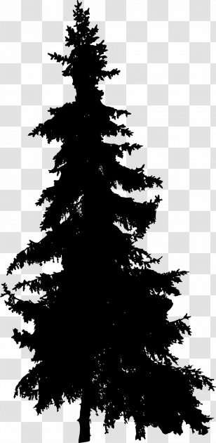 Pine Blue Spruce Fir Tree Transparent PNG