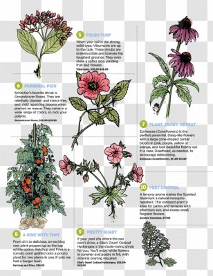Perennial Plant Plants Perfoliate Bellwort Garden Flower - Funny Things To Read Out Loud Transparent PNG