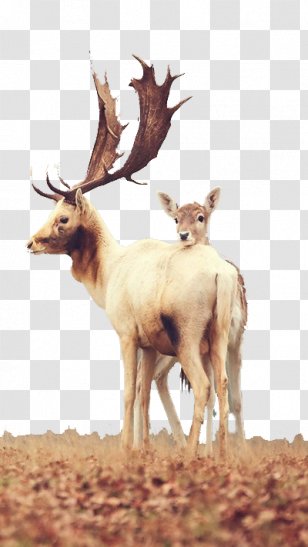 Reindeer Red Deer White Tailed Clip Art Head Transparent Png