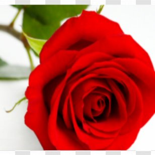 Cut Flowers Rose Valentine's Day Flower Bouquet - Garden Roses Transparent PNG
