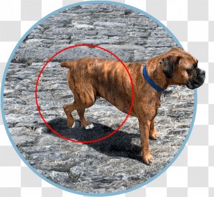 Dog Breed Boxer Black Mouth Cur Snout - Leash - Torn Acl Transparent PNG