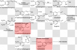 Methyl Eugenol Pimenta Racemosa Nutmeg Chavibetol - Methylated Dna Immunoprecipitation Transparent PNG