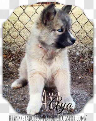 Shiloh Shepherd Dog Tamaskan Siberian Husky Canadian Eskimo Saarloos Wolfdog - Aya Transparent PNG