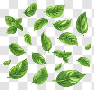Basil - Fresh Green Basil Leaves Illustration Transparent PNG