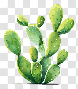 Cactus Ink Painting - Green Cactus Watercolor Illustration Transparent PNG