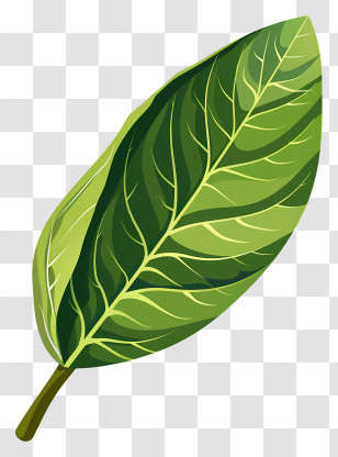 Cherry Laurel Leaf - Green Leaf With Visible Veins Illustration Transparent PNG