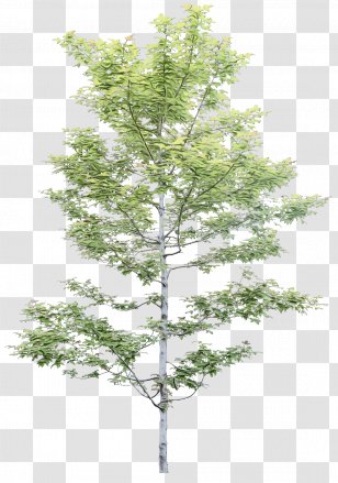 Family Tree Silhouette - Heavenly Creatures - Plant Stem Canoe Birch Transparent PNG