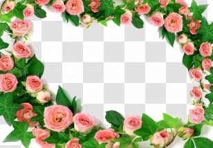 Garden Roses Pink Rosa Chinensis Flower - Peony Frame Transparent PNG