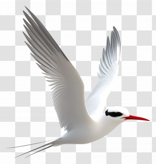 Arctic Tern - Graceful Flying Bird Transparent PNG