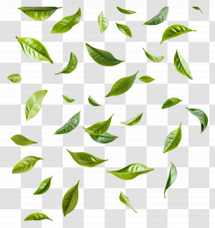 Flying Leaf - Floating Green Botanical Leaves Transparent PNG