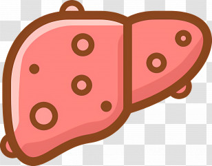 Liver - Cartoon Illustration Of Human Liver Transparent PNG