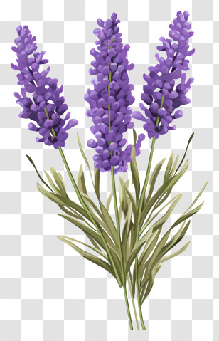 Lavender Flowers - Lavender Plant Botanical Drawing Transparent PNG