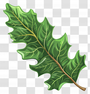 Holly Leaf - Green Oak Leaf Botanical Drawing Transparent PNG
