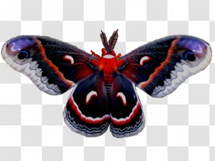 Silkworm M. Butterfly North America Moth - Organism Transparent PNG