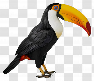 Toucan Bird - Toucan Bird With Vibrant Beak Transparent PNG