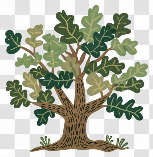 Oak Tree - Illustration Of A Green Oak Tree Transparent PNG