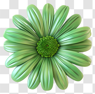 Transvaal Daisy - Green Flower With Stylish Petal Design Transparent PNG