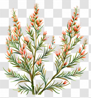 Kochia Plant - Flowering Plant With Pink Blossoms Transparent PNG