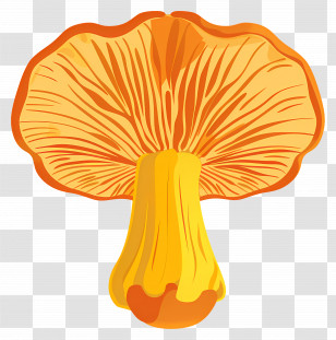 Orange Mushroom Illustration - Orange Mushroom Illustration With Details Transparent PNG