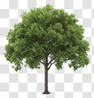 Animated Tree - Realistic Green Leafy Tree Illustration Transparent PNG