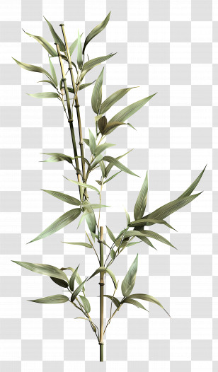 Bamboo Plant - Realistic Bamboo Plant Illustration Transparent PNG