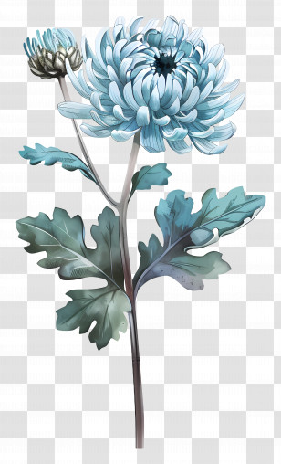 Blue Chrysanthemum - Blue Chrysanthemum Flower Illustration Transparent PNG