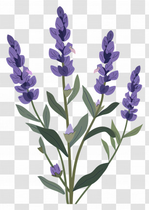 Lavender Flower - Lavender Plant Illustration Transparent PNG
