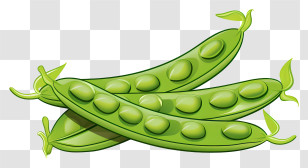 Fresh Green Peas - Fresh Green Pea Pods Illustration Transparent PNG