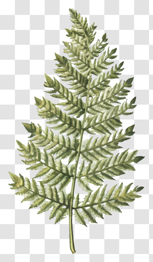 Fern Leaf - Delicate Green Fern Leaf Illustration Transparent PNG