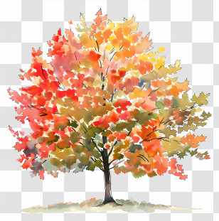 Maple Tree - Autumn Tree With Multi-Colored Vibrant Leaves Transparent PNG