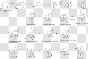 Artemisinin Biosynthesis Sweet Wormwood Chemical Synthesis Sesquiterpene - Area Transparent PNG