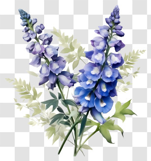 Delphinium Flower Art - Blue Delphinium Flowers With Greenery Illustration Transparent PNG