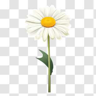 Daisy Flower - Single White Daisy Flower Transparent PNG