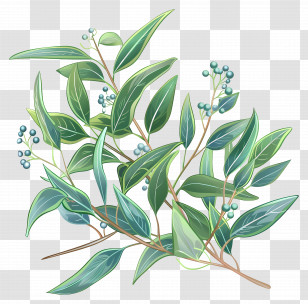 Eucalyptus Sprig - Green Plant Branch With Berries Transparent PNG
