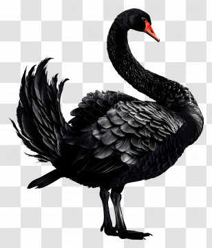 Black Swan - Realistic Black Swan Illustration Transparent PNG