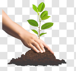 Planting Tree - Planting A Green Seedling Transparent PNG