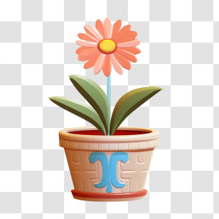 Transvaal Daisy Flower
 - Potted Flower In Bloom Transparent PNG