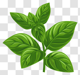 Basil - Fresh Green Basil Leaves Transparent PNG