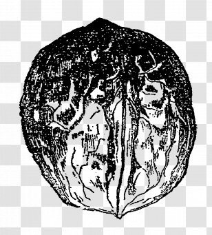 Visual Arts Drawing - Flower - Walnut Transparent PNG