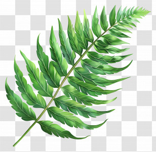 Fern Leaf - Green Fern Leaf Drawing Illustration Transparent PNG
