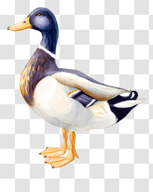 Regal Duck Logo - Classic Mallard Duck Illustration Transparent PNG
