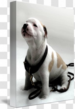 Dog Breed Staffordshire Bull Terrier American Puppy Transparent PNG