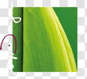 Vep Design BremmenstraÃŸe Logo Project - Plant Stem - Bild Transparent PNG