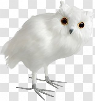 Owl Bird - Snowy Transparent PNG