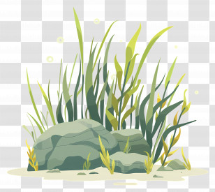 Seagrass - Underwater Plants And Rocks Transparent PNG