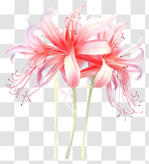 Pink Lilies - Red Spider Lilies Floral Illustration Transparent PNG