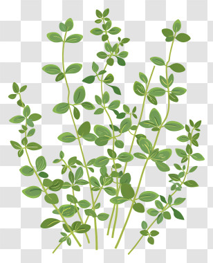Thyme - Green Plants With Fresh Leaves Illustration Transparent PNG