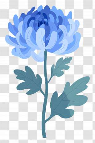 Blue Chrysanthemum - Beautiful Blue Chrysanthemum Illustration Transparent PNG