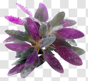 Purple Sage - Purple Plant With Water Droplets Transparent PNG