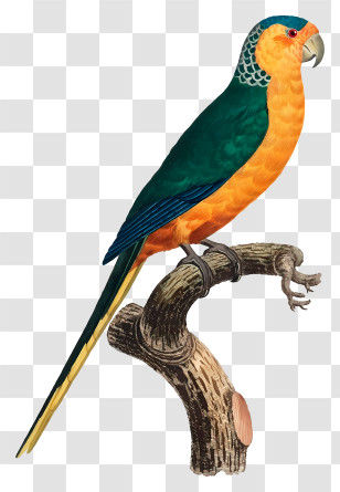 Bird Parrot - Colorful Parrot On Branch Transparent PNG